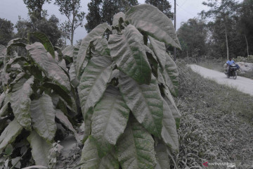 Hujan abu Merapi kembali guyur sebagian wilayah Magelang