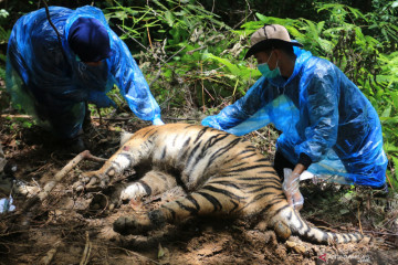 BKSDA Aceh selidik penyebab kematian tiga Harimau Sumatra