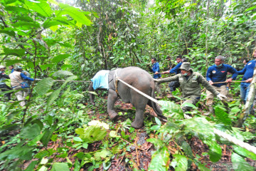 Upaya translokasi seekor anak Gajah Sumatra di Jambi