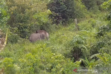 Gajah dari Jambi serang warga Indragiri Hilir