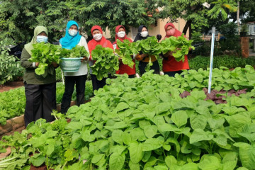 BPP Ujung Menteng panen 190 kilogram sayur hasil "urban farming"