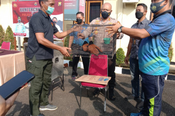 Polisi sita burung dilindungi yang hampir punah dari warga Mukomuko