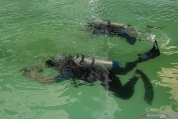 LATIHAN ATLET SELAM SUMATERA SELATAN