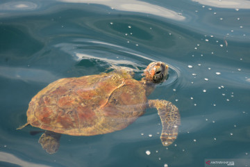 Penyu Tempayan Pulau Weh