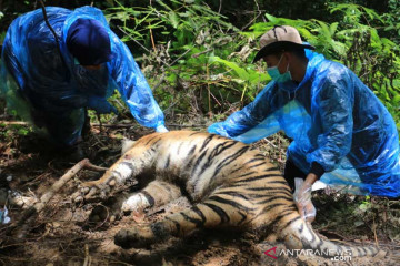 Bupati Aceh Selatan sesalkan tiga harimau mati terjerat