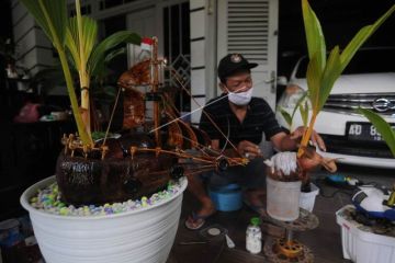 Seni bonsai kelapa ukir