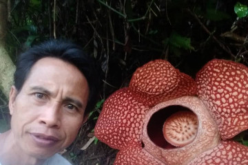 Warga Bengkulu berhasil menangkar Rafflesia arnoldii