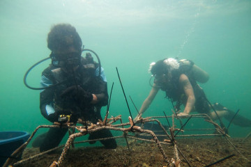 Moluccas Coastal Care transplantasi terumbu karang di Banda
