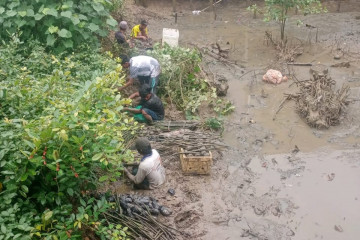 Program penanaman mangrove BRGM dinilai bermanfaat untuk petambak