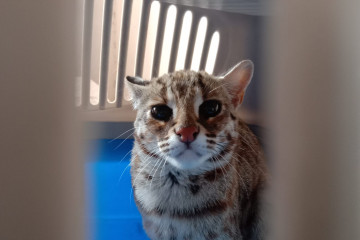 Warga Tulungagung serahkan kucing hutan ke BKSDA Kediri