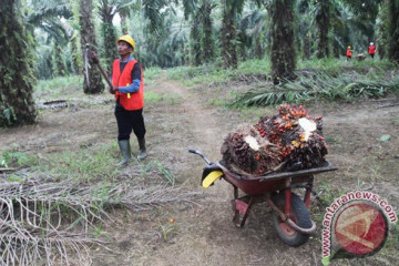 Para petani sawit di PTPN VIII tak terdampak pandemi