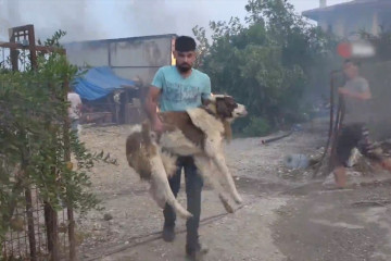 Dokter hewan bantu binatang yang terluka dalam kebakaran hutan Turki