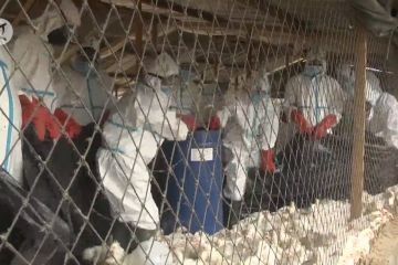Cegah flu burung, Pantai Gading ambil kebijakan