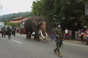 Gajah kerajaan berjalan 10 hari untuk bergabung dalam Festival Gigi