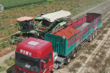 Menilik musim panen tomat di Xinjiang, China