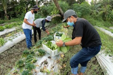 Mata Indonesia: Petani milenial - Bagian 3