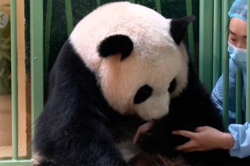 Panda raksasa di kebun binatang Prancis lahirkan bayi kembar