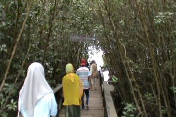 Desa Wisata Mangrove Luppung andalan Bulukumba