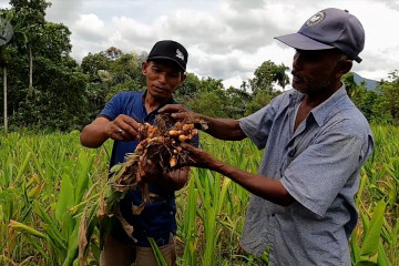 Lamteuba, surga ganja yang kini jadi ladang kunyit