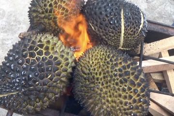 Menikmati tren baru makan durian bakar di Medan