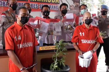 Pengedar narkoba di Semarang tanam ganja dalam pot