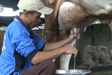 Peternak sapi perah bagikan susu gratis ke warga isoman