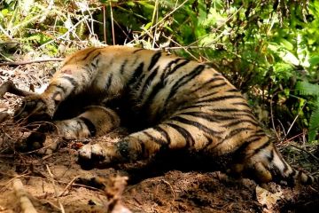 BKSDA Aceh nekropsi bangkai harimau di Aceh Selatan