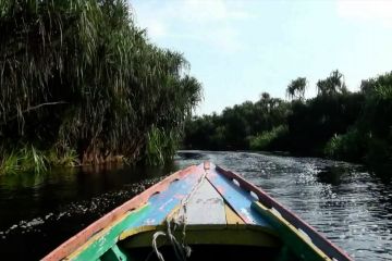 Menyusuri Sungai Koran, menikmati kilauan air hitam Sebangau