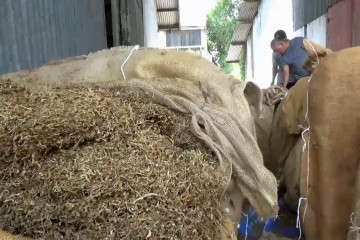 Petani tembakau Ngawi minta pemerintah sediakan gudang penyimpanan