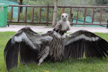 Menengok burung bangkai Himalaya hasil penetasan buatan di China