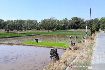 Akademisi nilai kesejahteraan petani perlahan meningkat