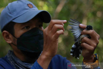 Pendataan burung di kawasan Hutan Mangrove Gunung Anyar