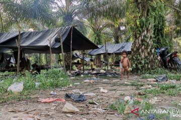 Perpanjangan moratorium sawit akan perkuat mitigasi perubahan iklim