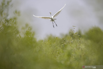 Habitat burung bangau di hutan bakau Karawang