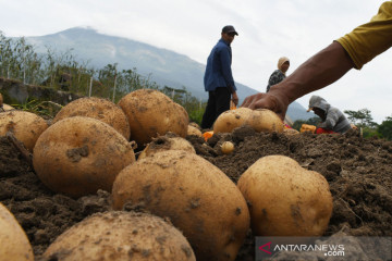 Panen kentang untuk pabrik makanan