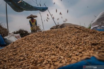 Kementan sebut kenaikan NTP-NTUP berdampak pada kesejahteraan petani