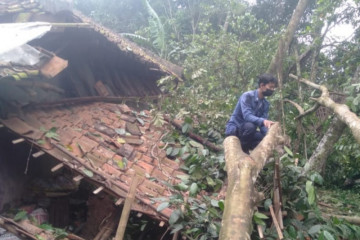 Dua rumah rusak akibat tertimpa pohon tumbang di Tangerang