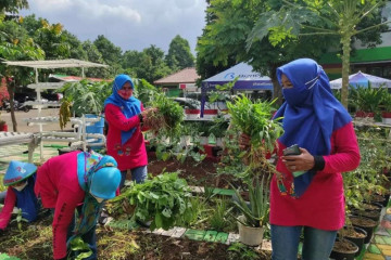 PKK Kelurahan Ciracas panen 15 kg sayur hidroponik