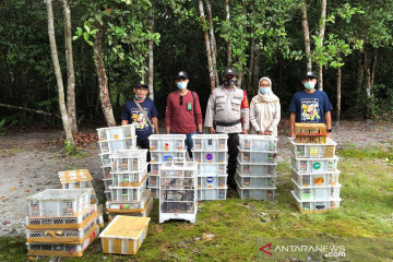 BKSDA Kalteng gagalkan pengiriman ilegal ribuan ekor burung