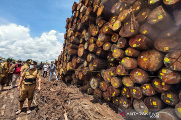 Penyegelan sementara ribuan kayu log di Palangkaraya