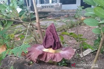 Bunga bangkai mekar di pekarangan rumah warga Tanjungpinang