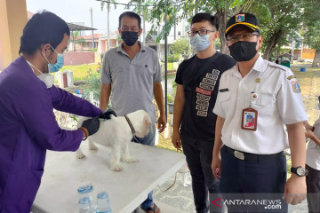 200 hewan di Cengkareng telah tervaksinasi anti rabies