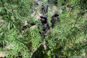 Operasi pemusnahan ladang ganja