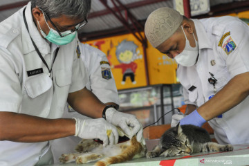 Sterilisasi  kucing di Jakarta