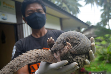 SPORC dan polisi tangkap pelaku pedagangan 7,8 kg sisik trenggiling