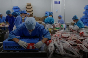 Mongolia mulai vaksinasi penyakit mulut dan kuku pada ternak