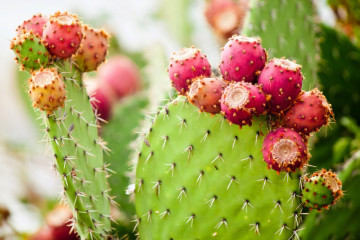 Manfaat ekstrak buah kaktus untuk kesehatan kulit