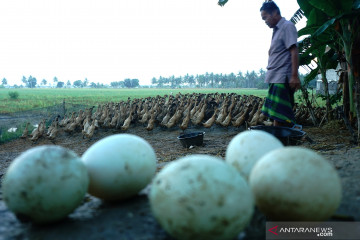 Pinsar : Presiden minta harga pakan jagung ke peternak Rp4.500