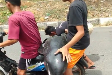 BPSPL Denpasar telusuri video warga Bima boncengkan paus kepala melon