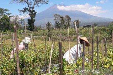 Kementan-Pemkab Temanggung siapkan 300 ha lumbung pangan hortikultura